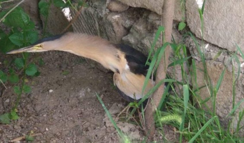 Bakıda qeyri-adi canlı peyda oldu – FOTOLAR