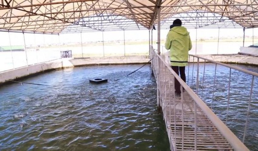 Polis rəisi özünə yeni balıq vətəgəsi alıb