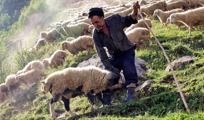 Bərdədə çoban çobanı ölümcül bıçaqladı Bərdədə çoban çobanı ölümcül bıçaqladı