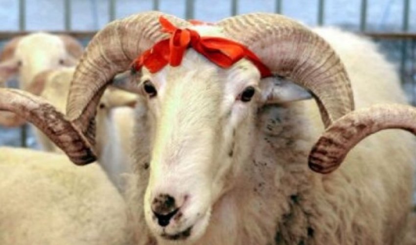 Qurbanlıq quzu neçəyədir?