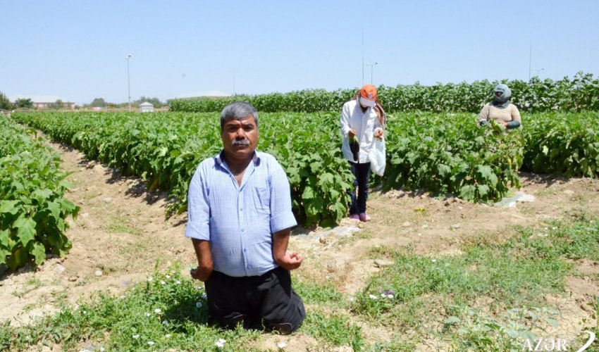 Bu il 94 ton taxıl tədarük edən fiziki məhdudiyyətli azərbaycanlı - FOTOLAR