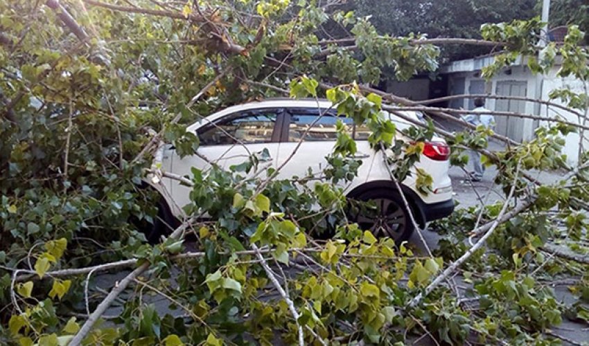 Ağacların altında maşın saxlamayın!