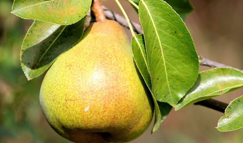 Yarpağı da özü kimi müalicəvidir