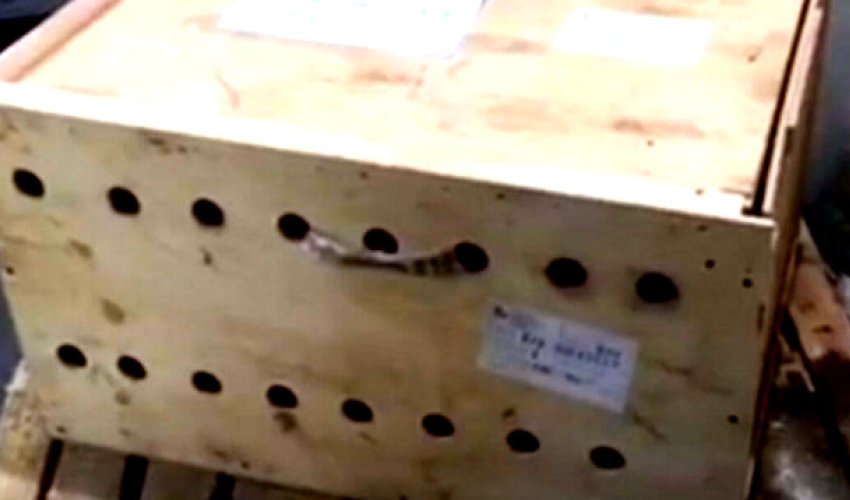 Hava limanında sahibsiz qalan qutudan çıxanlar hamını təəccübləndirdi – Fotolar