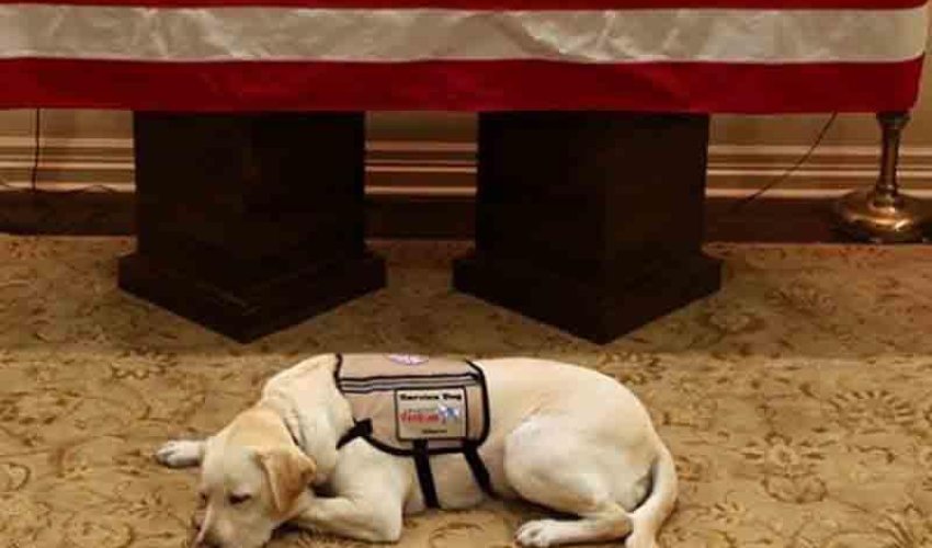 Corc Buşun köpəyi milyonları kövrəltdi - FOTO