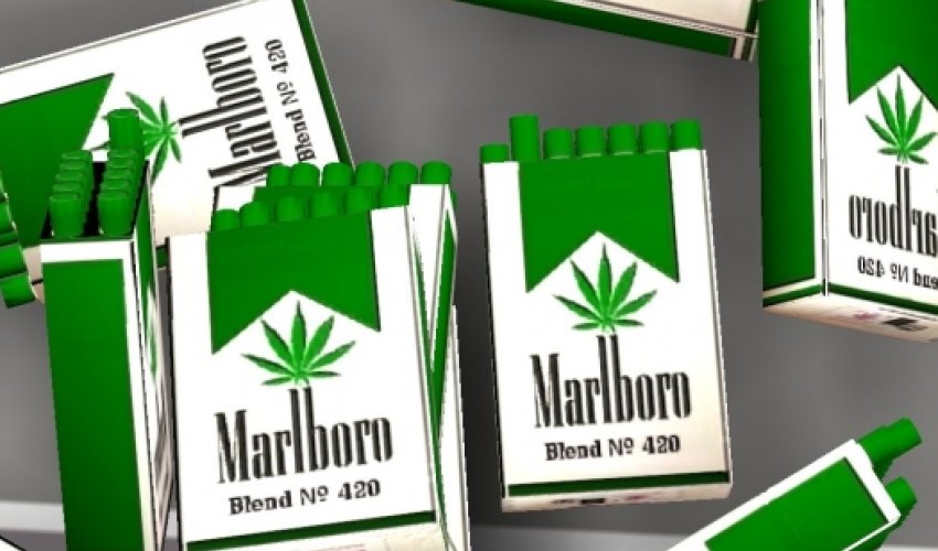 Marlboro будет выращивать марихуану в Канаде Marlboro будет выращивать марихуану в Канаде