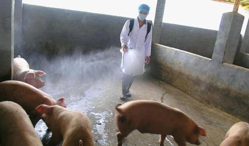 Gürcüstanda donuz qripi: ölənlərin sayı artır