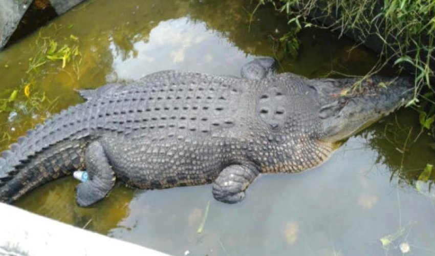 Timsah onu yemləyən alim qadını diri-diri yedi — FOTOLAR