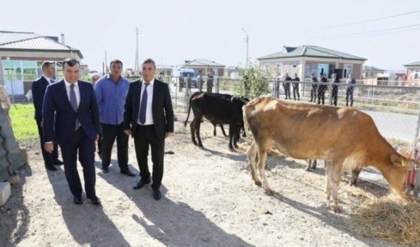 Bir xəstə inəyi kəndliyə 2500 manata sırıyan Nazirliyin 