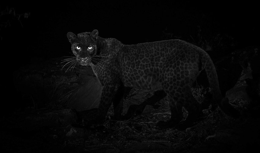 100 ildən sonra bir ilk - Qara leopardın fotoları yayıldı 100 ildən sonra bir ilk - Qara leopardın fotoları yayıldı