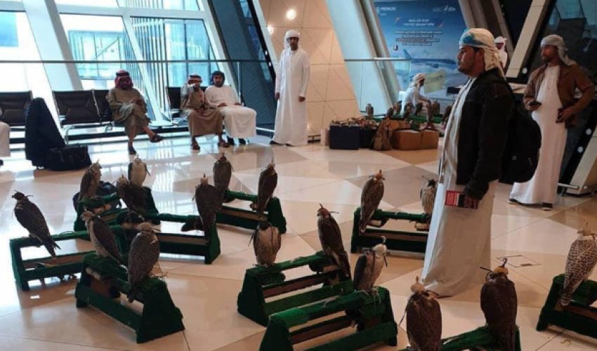 Ərəblər Bakı aeroportuna ov quşları ilə gəldi - FOTO