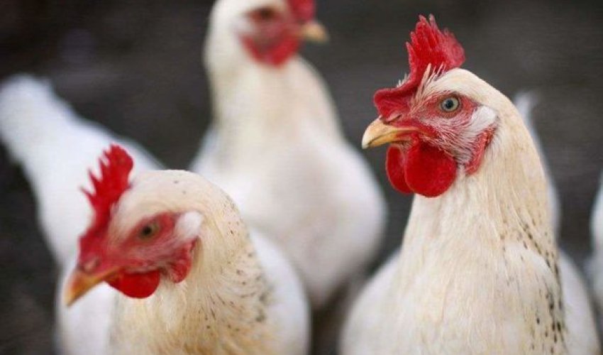 Xızıda “şübhəli” 110 toyuq aşkarlandı Xızıda “şübhəli” 110 toyuq aşkarlandı