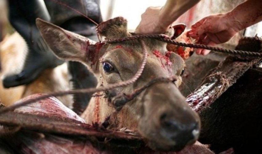 Viaqra belə hazırlanırmış: ŞOK GÖRÜNTÜLƏR - FOTOLAR (+18)