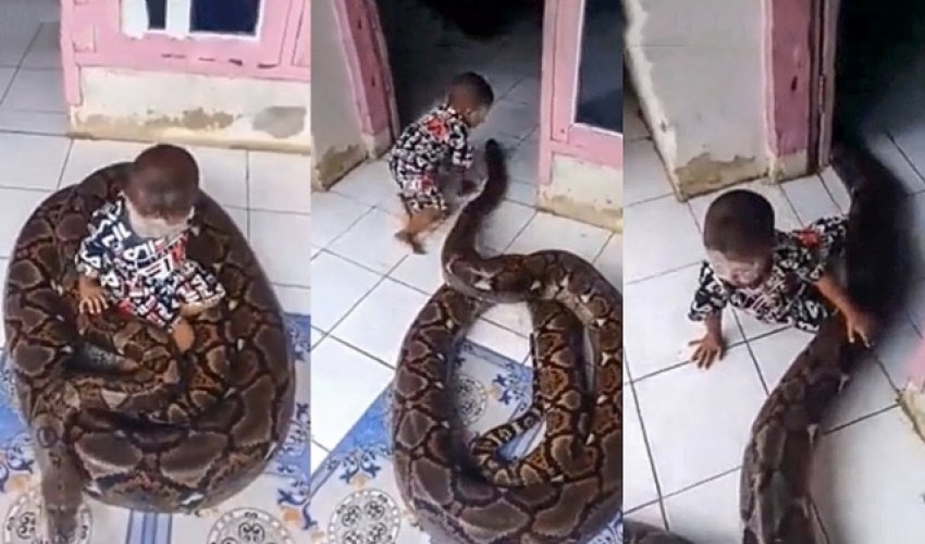 Игра ребенка с огромным питоном попала на ВИДЕО