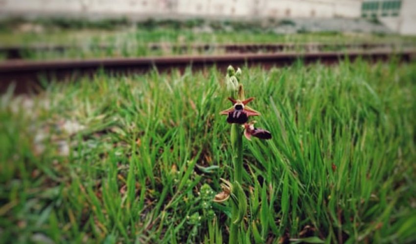 Bakıda nadir təbii hədisə - Xarıbülbül gülü bitib - VİDEO