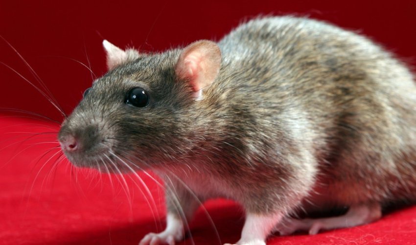 Azərbaycanda qəribə hadisə: Siçan kişini xəstəxanalıq etdi