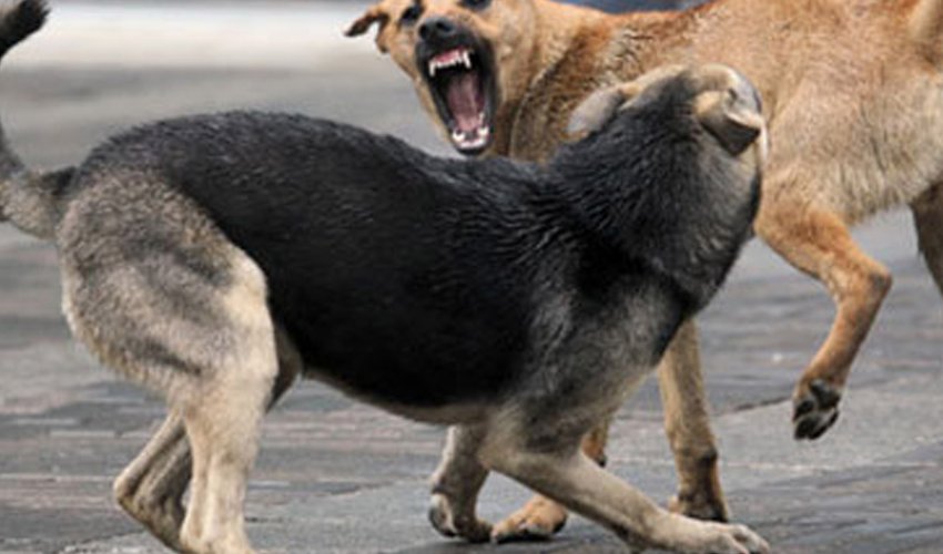 Küçə itlərini kəsib yeyən Fatma saxlanıldı - FOTO