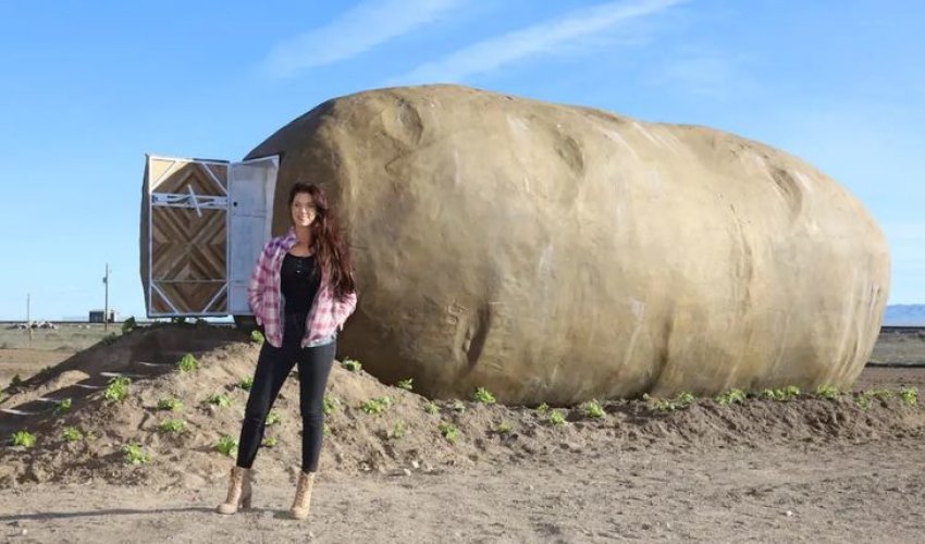 Gecəsi 200 dollar: Kartofa oxşayır, amma...- FOTOLAR