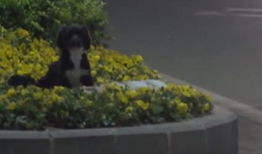 Пес охранял тело погибшего на дороге сородича - ВИДЕО