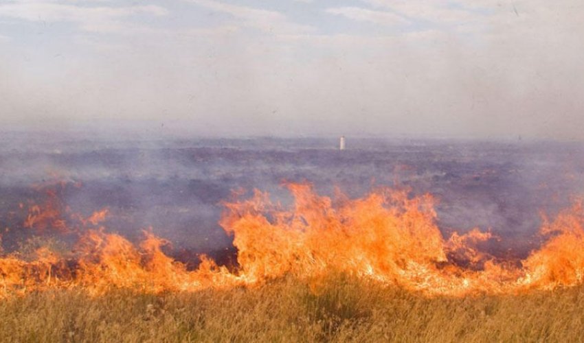 В Агсу сгорело нескошенное поле В Агсу сгорело нескошенное поле