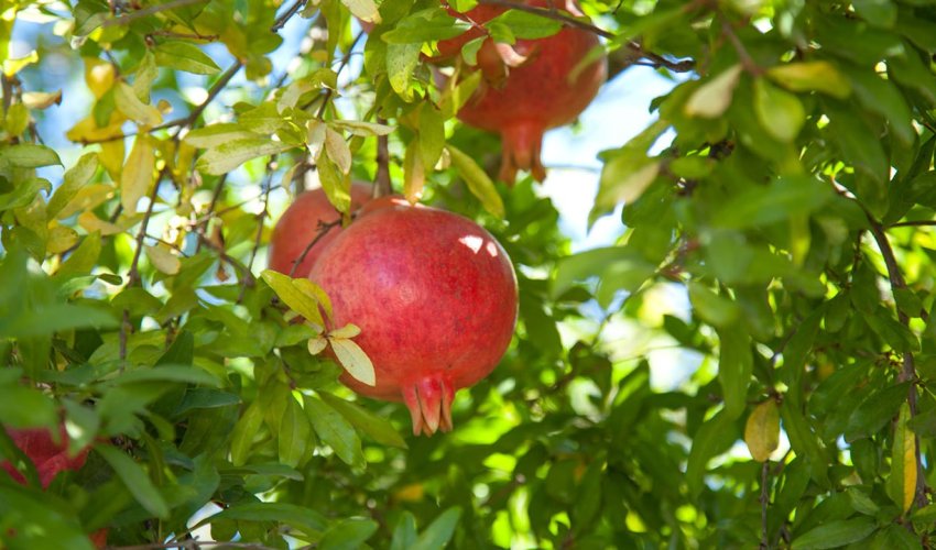 Head of Association: Pomegranate growing areas are planned to increase by 4,000 hectares in next five years’