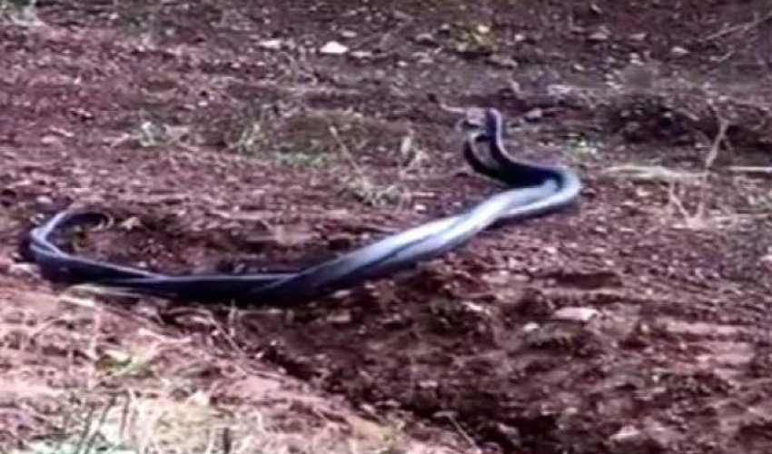 Görənlər telefonla çəkdi - ANBAAN VİDEO