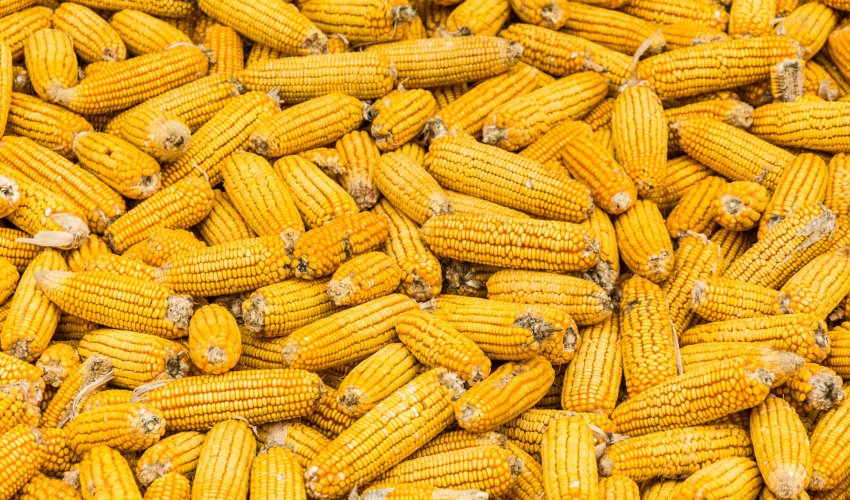 Production of hybrid corn seeds begins in Azerbaijan’s Aghjabadi district