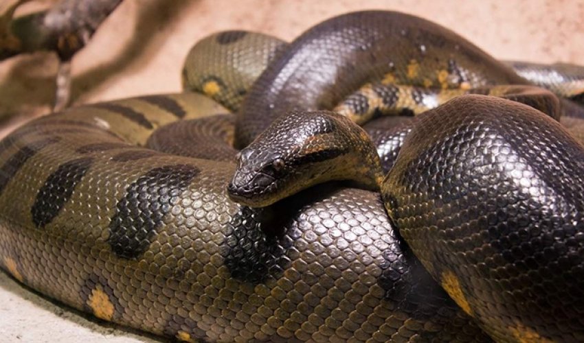 Azərbaycanda dəhşətli ilan öldürülüb: 5.5 metr uzunluqda - FOTO