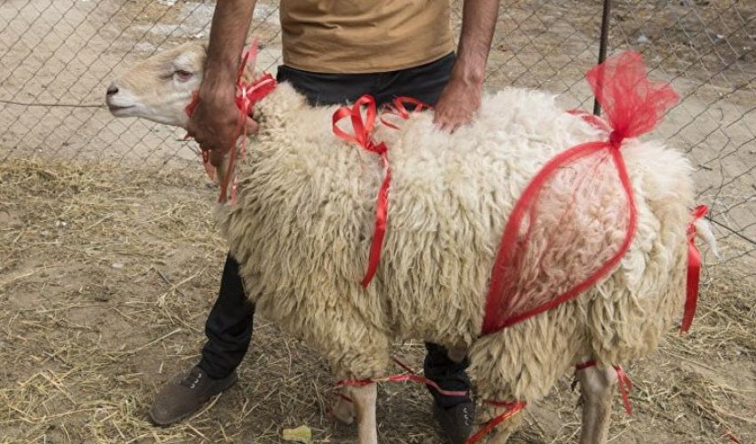 QMİ qurban kəsimi ilə bağlı tövsiyələrini açıqladı
