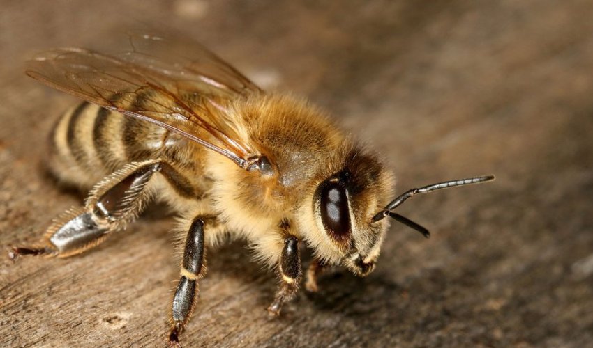 В Гяндже 66-летний мужчина умер после того, как его ужалила пчела