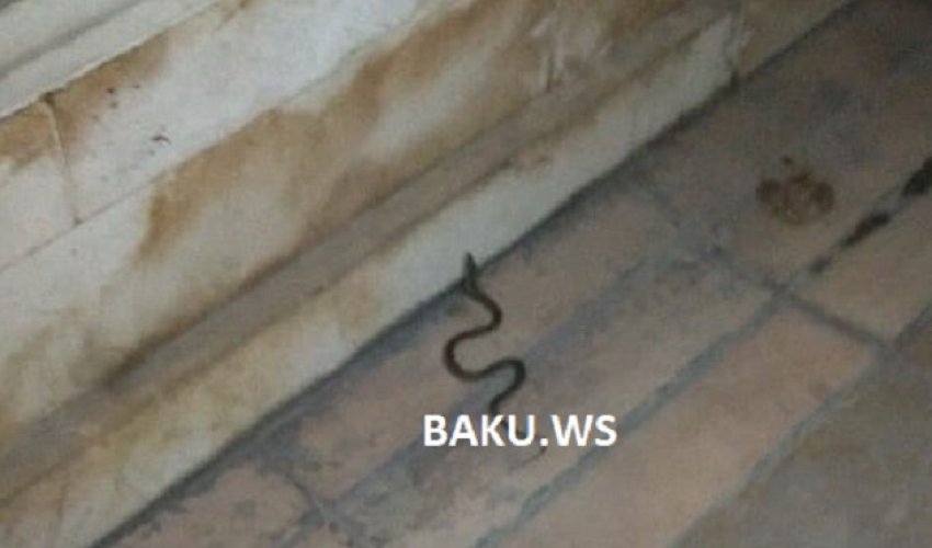 Bakını ilanlar basıb – Bulvar və ticarət mərkəzlərində sürünürlər – VİDEO Bakını ilanlar basıb – Bulvar və ticarət mərkəzlərində sürünürlər – VİDEO