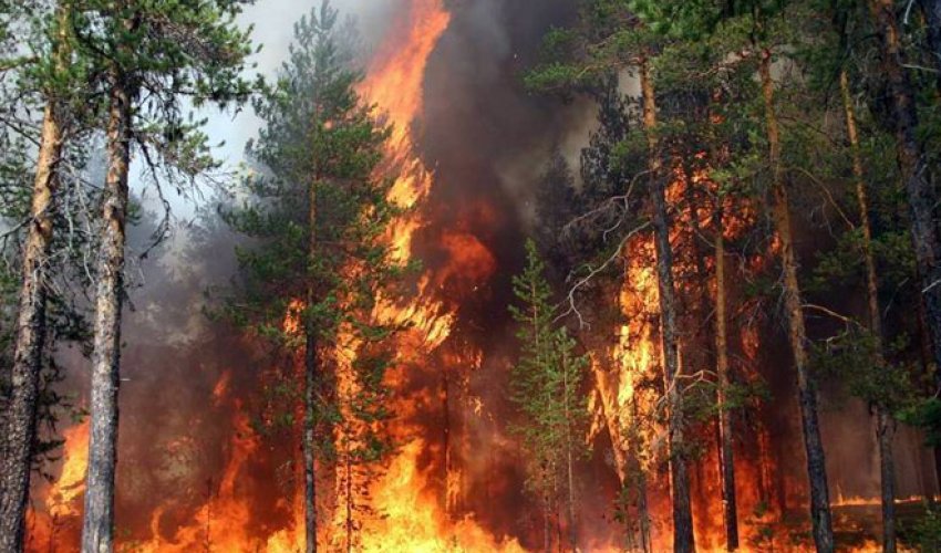 МЧС обнародовало информацию о пожаре в Губе