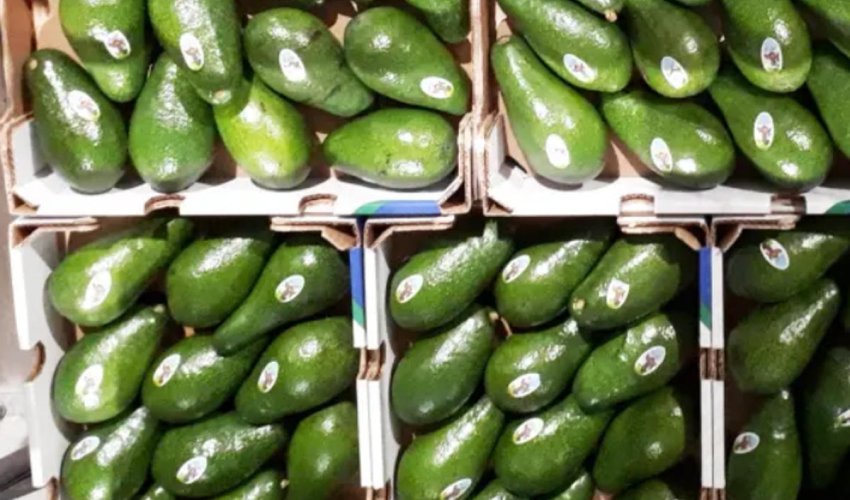Green gold, Israeli innovation to solve world avocado needs Green gold, Israeli innovation to solve world avocado needs