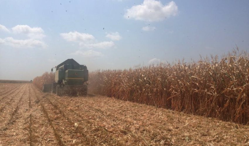 Azerbaijan starts exporting corn (Exclusive)