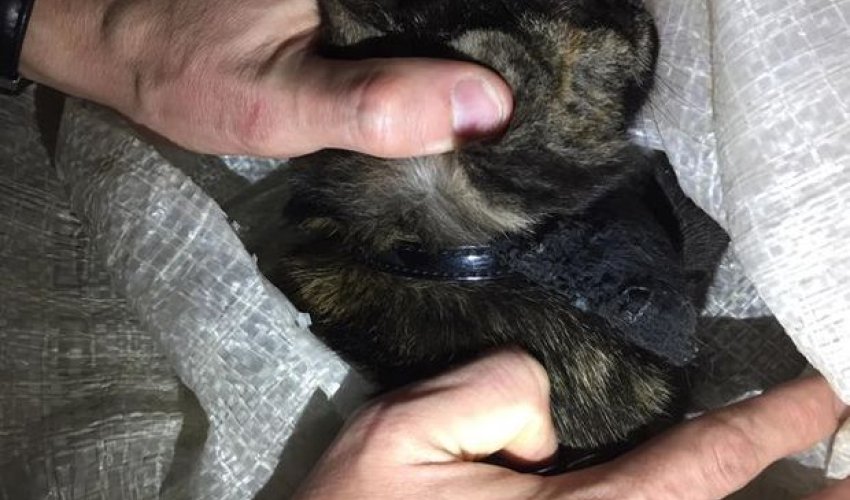 Narko-kuryer pişik tutuldu - VİDEO