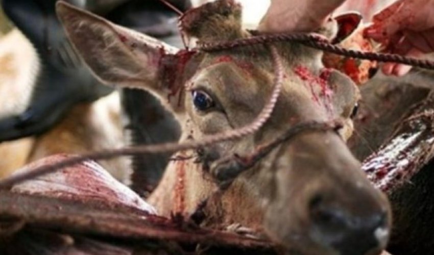 Viaqra belə hazırlanırmış: ŞOK GÖRÜNTÜLƏR – FOTOLAR (+18)