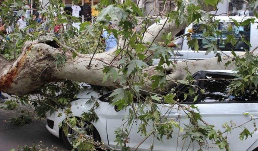 Bakıda güclü külək ağacları maşınların üzərinə aşırdı - FOTO Bakıda güclü külək ağacları maşınların üzərinə aşırdı - FOTO