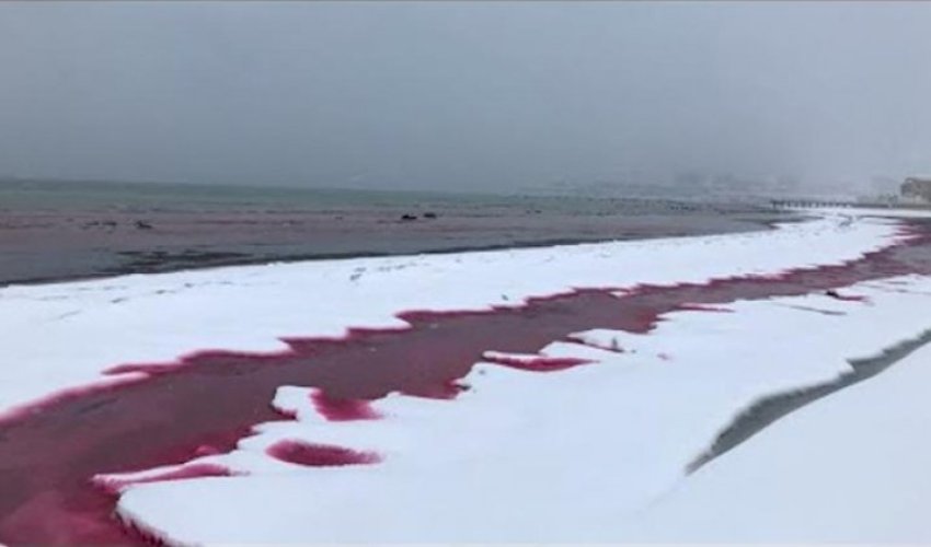 Xəzər suları “qana” boyandı, insanlar qorxuya düşdü - VİDEO