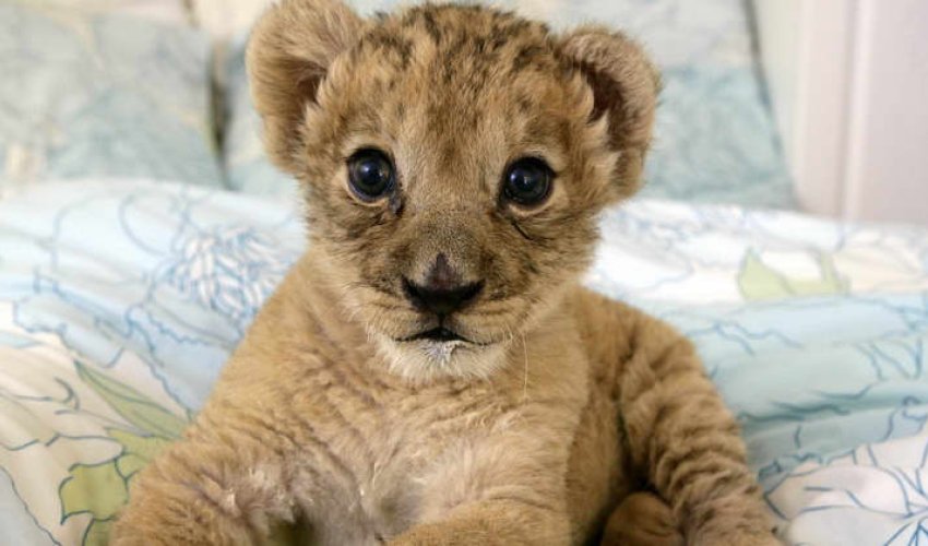 Bakıda şir balası evdə bəslənir - VİDEO