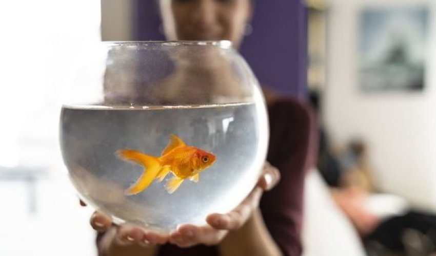 Evdən icazəsiz çıxan şəxsin bəhanəsi: “Balığımı gəzdirirdim” - FOTO