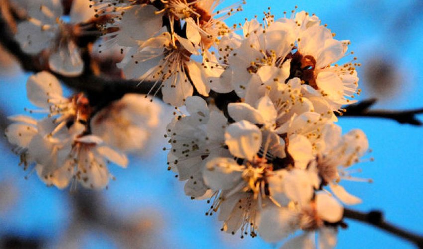 Havanın temperaturu kəskin dəyişəcək- XƏBƏRDARLIQ Havanın temperaturu kəskin dəyişəcək- XƏBƏRDARLIQ
