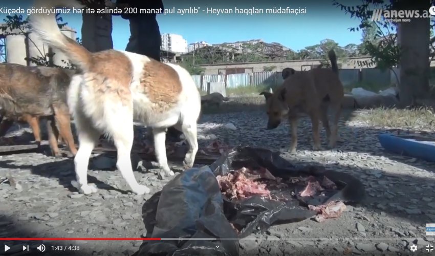 Küçədə gördüyümüz hər itə 200 manat pul ayrılıb. Bu pullar nəyə xərclənir? - VİDEO Küçədə gördüyümüz hər itə 200 manat pul ayrılıb. Bu pullar nəyə xərclənir? - VİDEO
