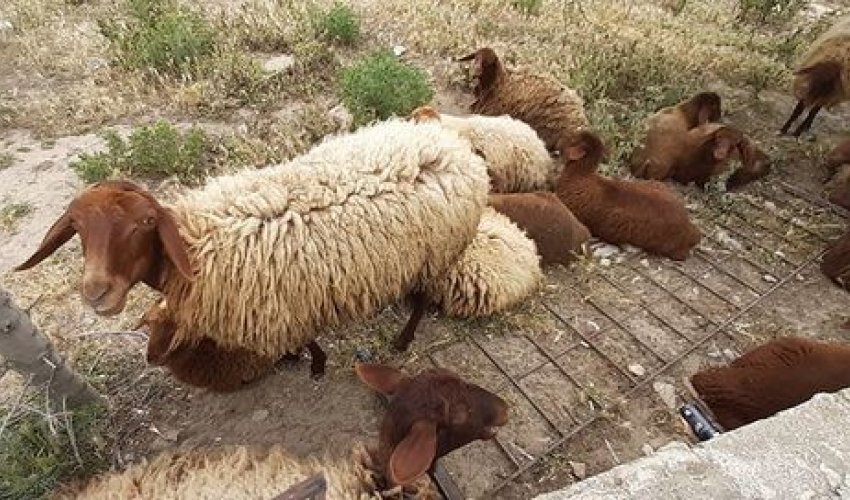 Şəhidlər bulağında qoyun saxlayırlar- FOTOLAR Şəhidlər bulağında qoyun saxlayırlar- FOTOLAR