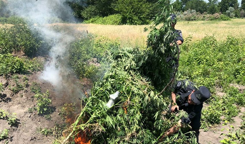 Ağdaşda 1 tondan çox çətənə kolu yandırıldı Ağdaşda 1 tondan çox çətənə kolu yandırıldı