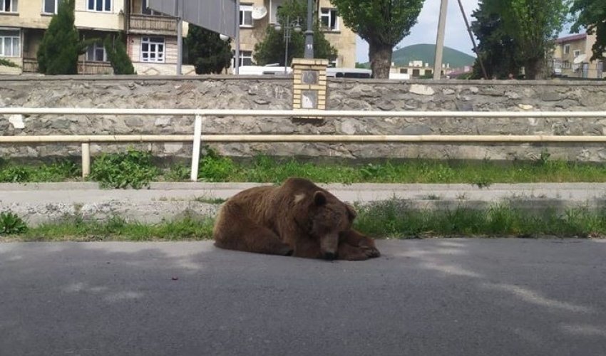 Бродившего в центре Шеки медведя поймали - ВИДЕО