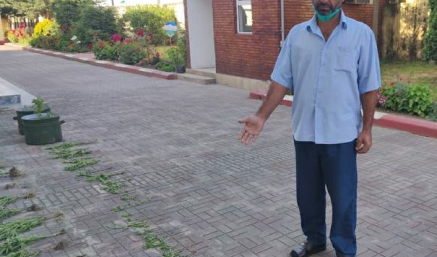 Astarada çətənə yetişdirən şəxs tutuldu Astarada çətənə yetişdirən şəxs tutuldu