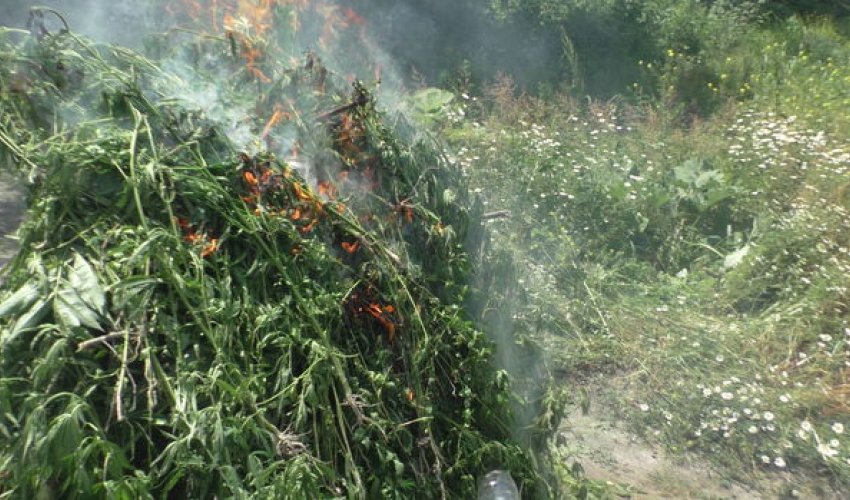 Zaqatalada 2,6 ton çətənə kolu məhv edildi Zaqatalada 2,6 ton çətənə kolu məhv edildi