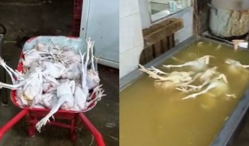 АПБА выявило серьезные нарушения в деятельности пункта забоя птицы - ФОТО