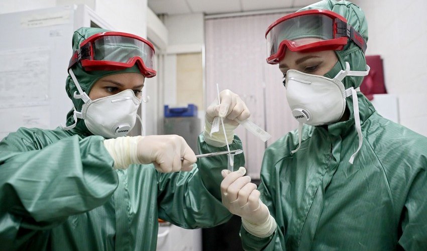 В Северной Корее уничтожат кошек В Северной Корее уничтожат кошек