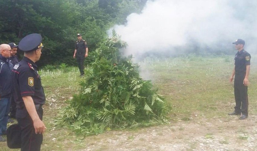 Qubada 3,2 ton narkotik tərkibli bitkilər məhv edildi Qubada 3,2 ton narkotik tərkibli bitkilər məhv edildi